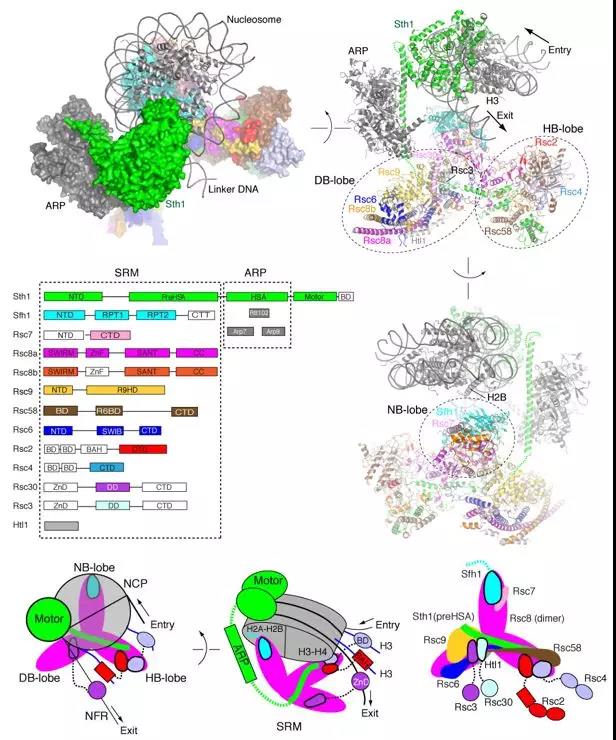 图1 RSC-核小体复合物的整体结构以及核小体识别模型
