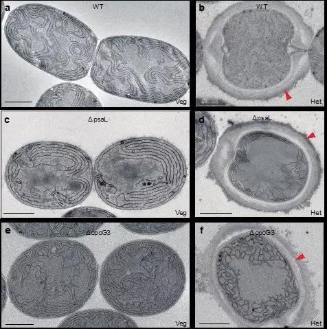 图2 PCC 7120营养细胞（Veg）和异型胞（Het）的类囊体膜组织图。敲除PsaL亚基的两类细胞的类囊体膜的都变得更加规则化。