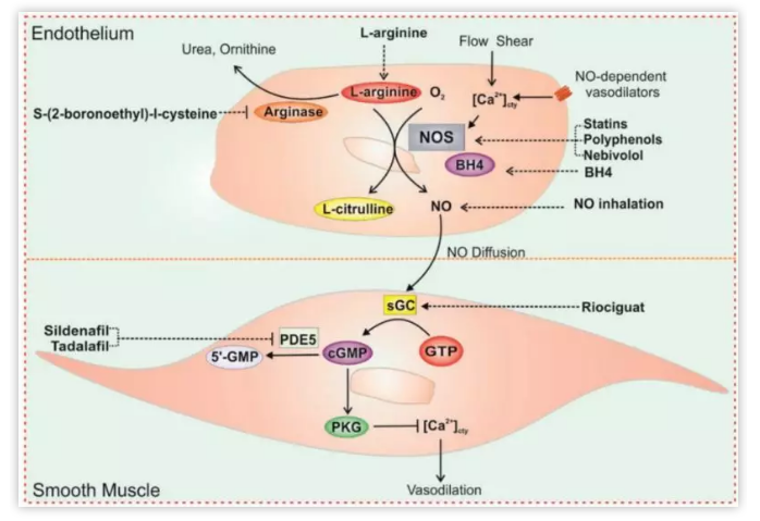 图一：一氧化氮信号通路简图