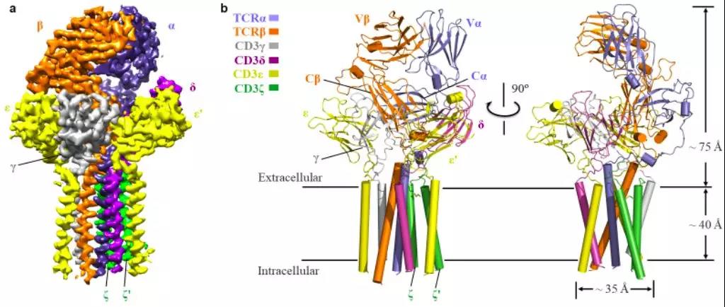 图1、TCR-CD3复合物的整体结构图