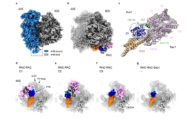 Nature Communications | 高宁研究组揭示真核生物新生肽链共翻译折叠机制