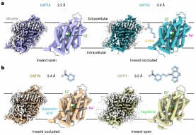 生命学院闫创业课题组揭示GABA转运蛋白GAT1的底物转运机制和药物抑制机理